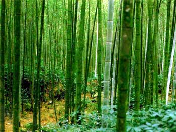 A lição do bambu chinês