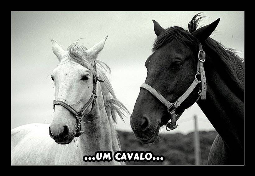 dois cavalos